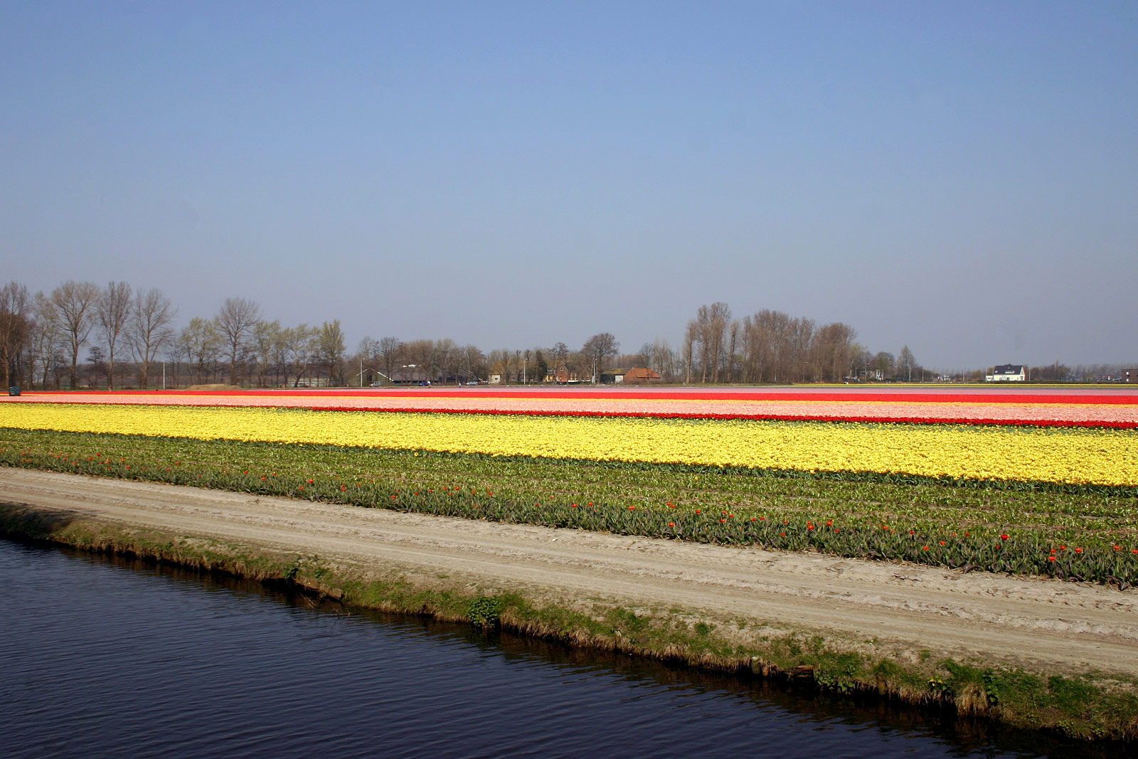 Keukenhof, Lisse